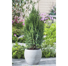 Cypress i en planteringslåda i trädgården.