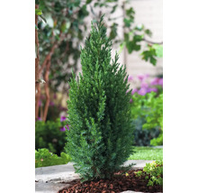 Enstaka städsegrön cypress i trädgårdsbädden