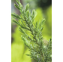 Gren av en cypress i närbild