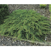 Krypande enbär som marktäckare i trädgården.