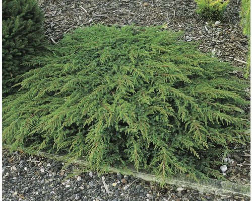 Krypande enbär som marktäckare i trädgården.