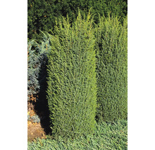 Bilden visar två pelarcypresser i en trädgård.