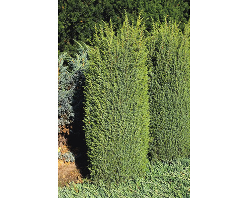 Bilden visar två pelarcypresser i en trädgård.