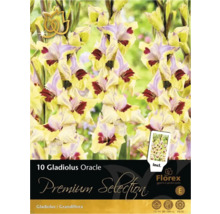 Förpackning med 10 Gladiolus Oracle blomsterlökar