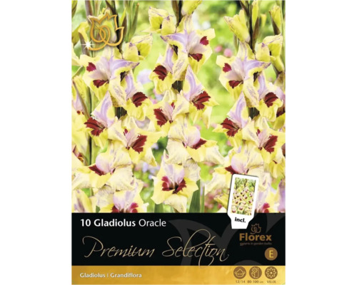 Blomsterlökar Premium Selection Gladiolus 'Oracle' 10st Förpackning med 10 Gladiolus Oracle blomsterlökar