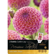 Förpackning med två Dahlia Caitlin's Joy