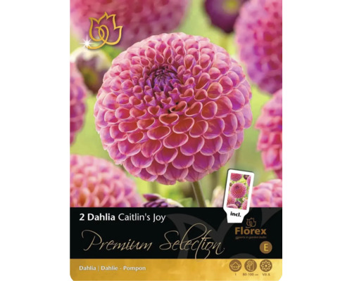 Blomsterlökar Premium Selection Dahlia 'Caitlin Joy' 2st Förpackning med två Dahlia Caitlin's Joy