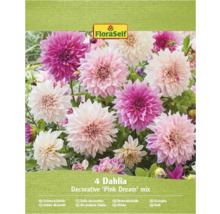 FloraSelf Dahlia Decorative 'Pink Dream' mix, förpackning med fyra
