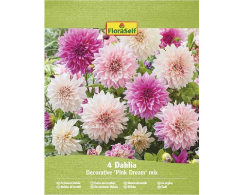 FloraSelf Dahlia Decorative 'Pink Dream' mix, förpackning med fyra