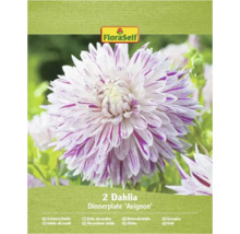 Förpackning med två middagstallrikar Dahlia Avignon