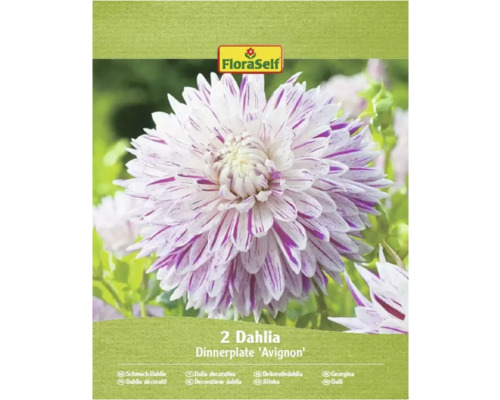 Förpackning med två middagstallrikar Dahlia Avignon