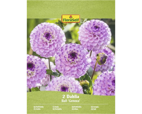 Förpackning med två stycken bolldahlior av sorten 'Genova'.
