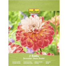 Förpackning med två dekorativa Sturm Double-dahlior