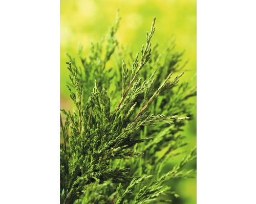 Närbild av en cypress med gröna blad.