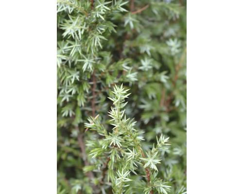 Närbild av en enbuske