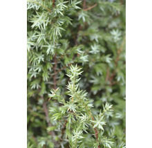 Närbild av en enbuske