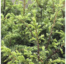 Närbild av enbärsbuske med barr