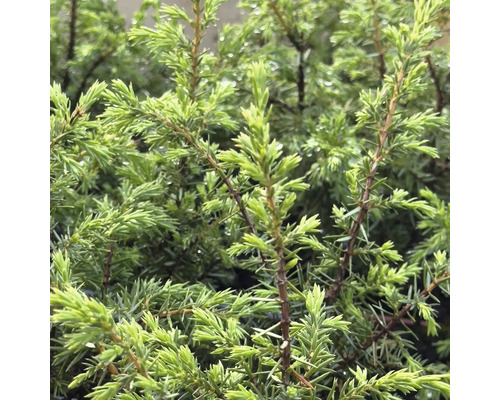 Närbild av enbärsbuske med barr