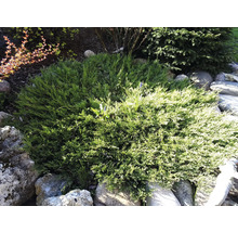 Marktäckande enbär omgiven av stenar i trädgården.