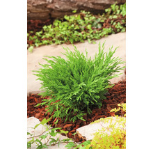 Liten grön cypress i trädgårdsrabatt
