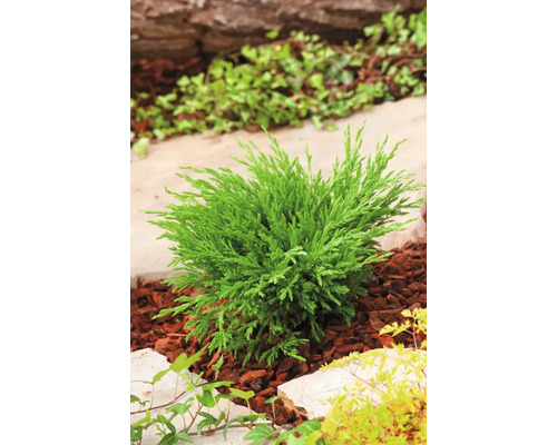Liten grön cypress i trädgårdsrabatt
