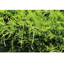 Närbild av ständigt grön enbär