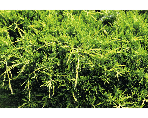 Närbild av ständigt grön enbär