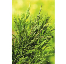 Närbild av en cypress med gröna blad.