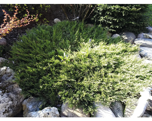 Marktäckande enbär omgiven av stenar i trädgården.