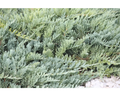 Närbild av en cypressväxt