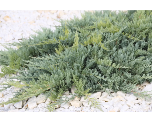 Krypande enbär på vitt grus