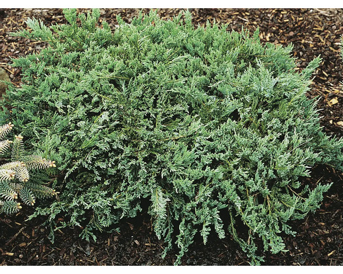 Krypande enbär i en trädgårdsrabatt