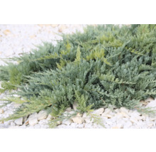 Krypande enbär på vitt grus