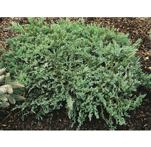 Krypande enbär i en trädgårdsrabatt