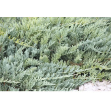 Närbild av en cypressväxt