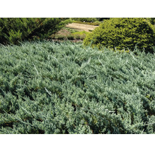 Krypande enbär i en rabatt