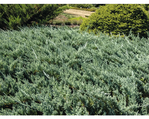 Krypande enbär i en rabatt