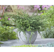 Krypande enbär växt i en kruka