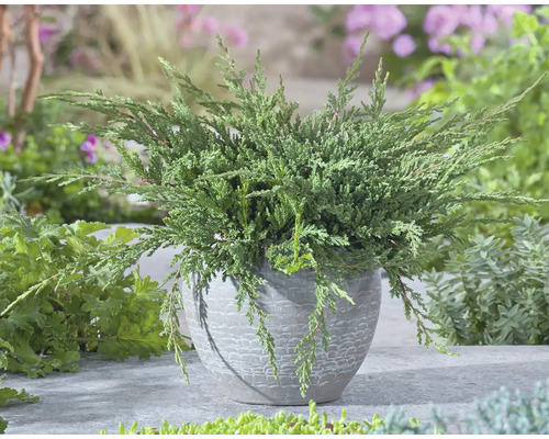 Krypande enbär växt i en kruka