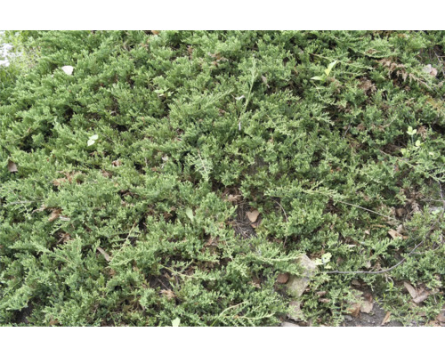 Detaljbild av marktäckande cypress