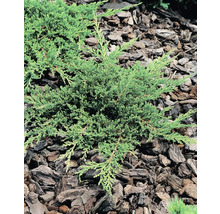 Krypande enbär i trädgårdsrabatten