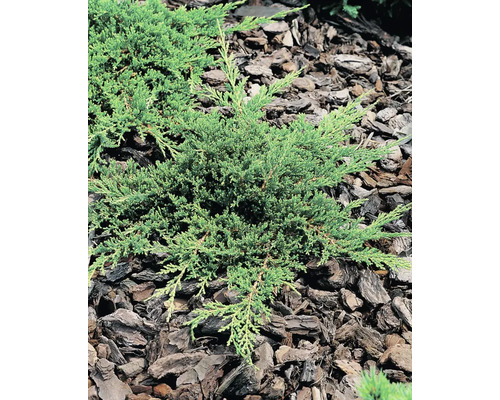 Krypande enbär i trädgårdsrabatten