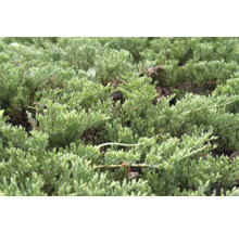 Närbild av krypande enbär