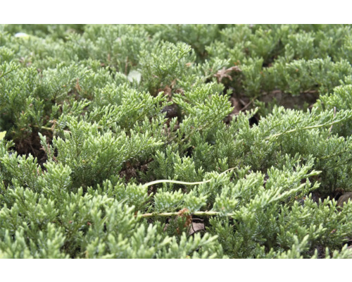 Närbild av krypande enbär