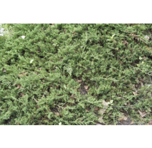 Detaljbild av marktäckande cypress