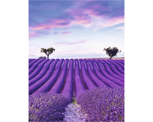 Ett lavendelfält med träd under en molnig himmel