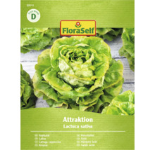 FloraSelf huvudsalat Attraktion fröpaket