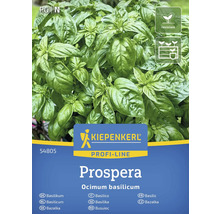 Kiepenkerl Prospera basilika planta