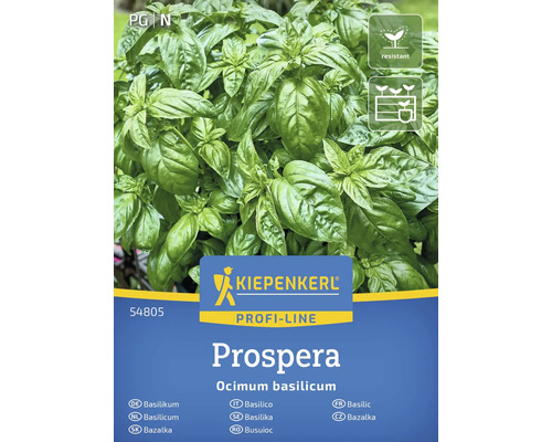 Örtfrö KIEPENKERL Basilika 'Prospera ' Kiepenkerl Prospera basilika planta