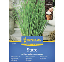 Kiepenkerl Staro gräslök växt i kruka